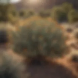 A vibrant bush species typical of New Mexico's desert landscape