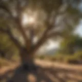 A majestic drought-tolerant tree showcasing resilience in arid conditions