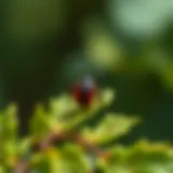 A close-up of a tick on foliage
