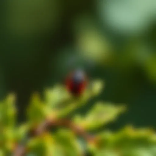 A close-up of a tick on foliage