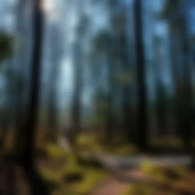 A serene woodland scene with a trail