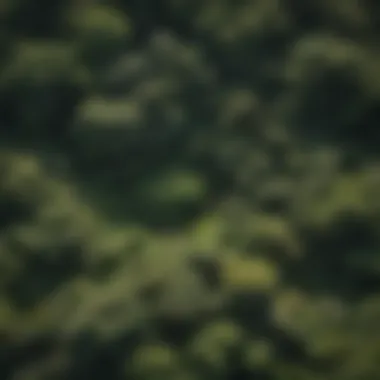 Bird's-eye view of the forest canopy, revealing the rich biodiversity from above.