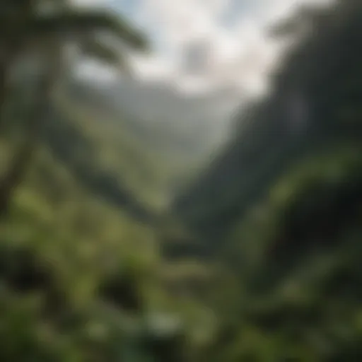 A panoramic view of El Yunque National Forest showcasing lush greenery and diverse plant life.