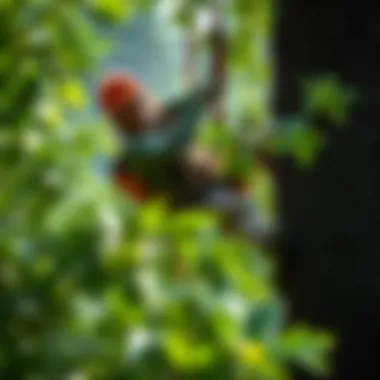 A young arborist climbing a tree for maintenance