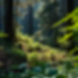 A dense forest with diverse flora demonstrating ecological balance
