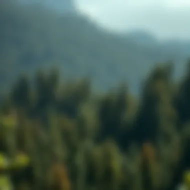 Flow of Environmental Impact Statements A diagram illustrating the flow of an Environmental Impact Statement