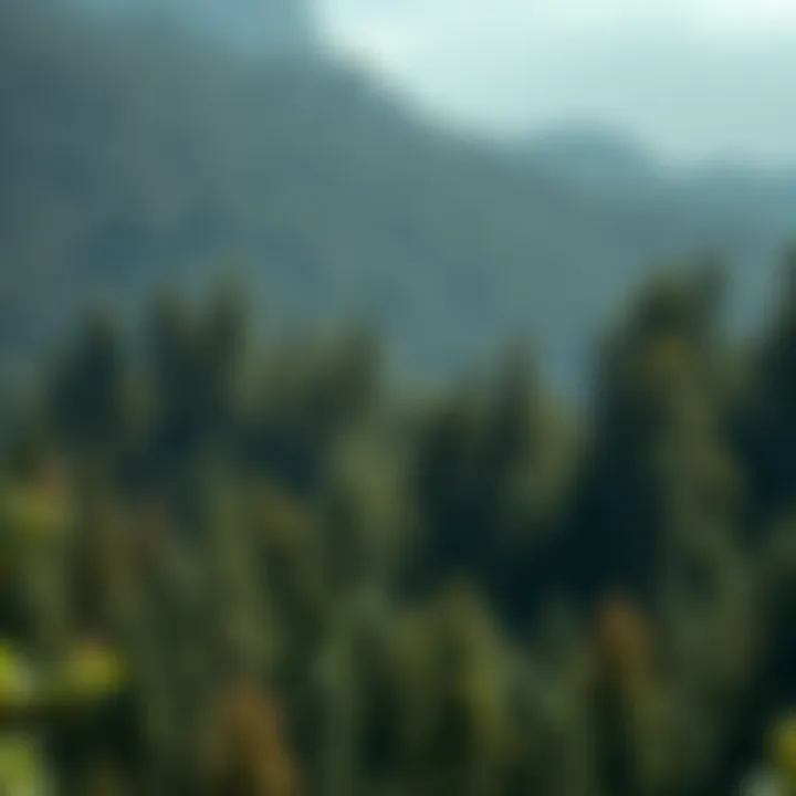 Flow of Environmental Impact Statements A diagram illustrating the flow of an Environmental Impact Statement