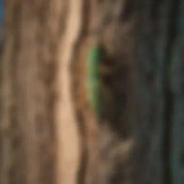 Close-up of emerald ash borer larvae damaging an ash tree