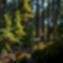 Overview of Roundup's active ingredient in forestry management