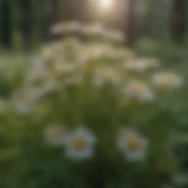 A field of Achillea flowers contributing to ecosystem diversity