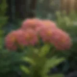 The vibrant flowers of Achillea in a natural setting