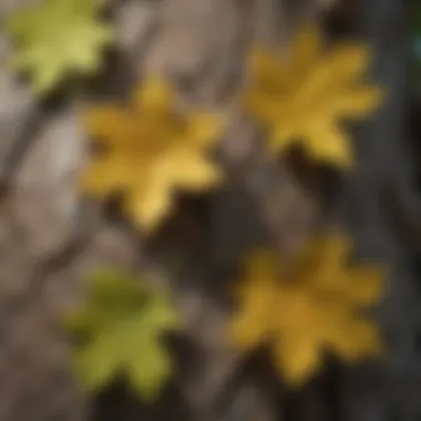 Detailed Features of Aps Cottonwood: Leaves and Bark Close-up of Aps Cottonwood leaves and bark