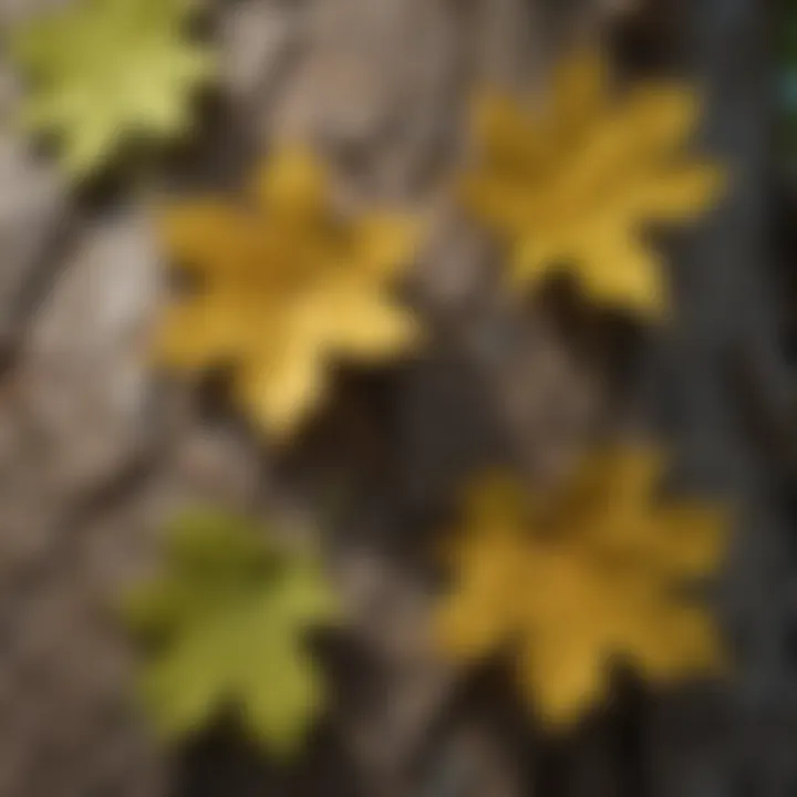Detailed Features of Aps Cottonwood: Leaves and Bark Close-up of Aps Cottonwood leaves and bark