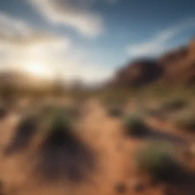 Vast desert landscape showcasing the unique flora of Arizona