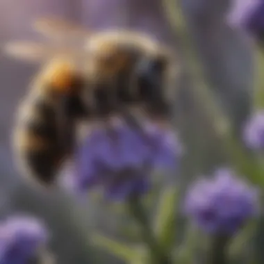 Intricate Details: Bumblebee on Lavender Close-up of a bumblebee on a lavender plant