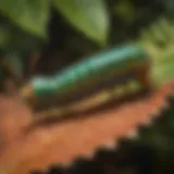 Close-up view of a vibrant caterpillar on a leaf