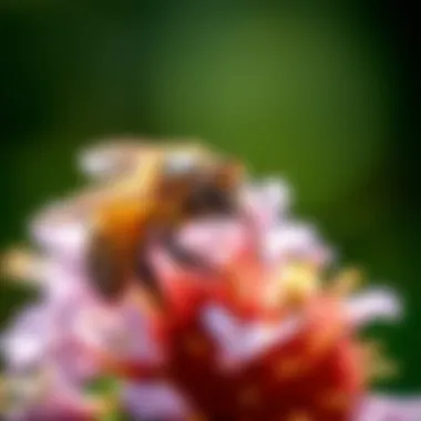 Native Bee on Flower Close-up of a native bee on a flowering plant