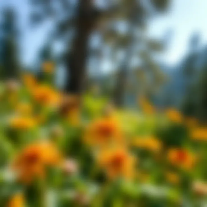 Wildflowers and Native Bees Vibrant California wildflowers attracting native bees