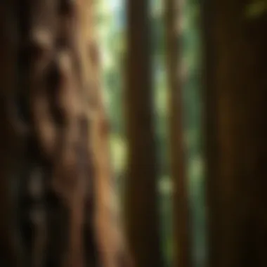 Resilient Bark of Redwood Trees Close-up of the unique bark texture of a redwood tree, highlighting its resilience and beauty