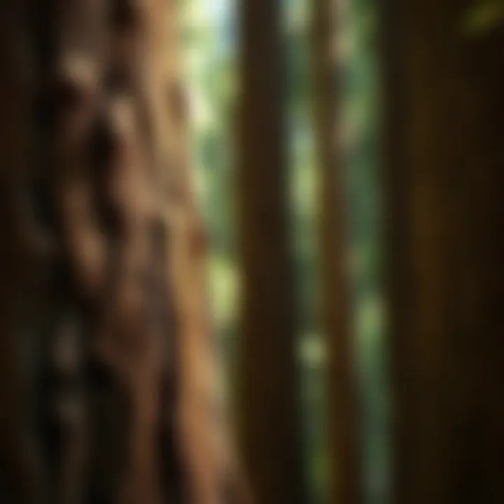 Resilient Bark of Redwood Trees Close-up of the unique bark texture of a redwood tree, highlighting its resilience and beauty