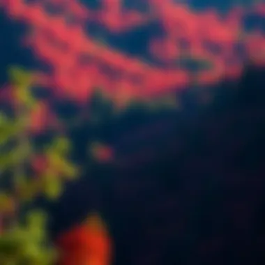 Climate Impact on Red Forests A serene landscape depicting the impact of climate change on California's red forests