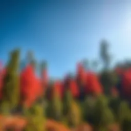 A panoramic view of California's majestic red forests showcasing towering trees beneath a clear blue sky