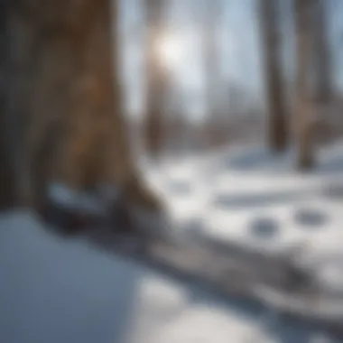 Close-up of cross country skis resting against a tree in a winter landscape