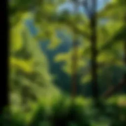 A scenic view of a national park during summer with lush greenery