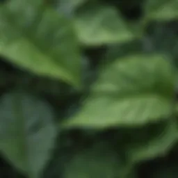 A close-up view of Galium aparine leaves showcasing their unique whorled arrangement.