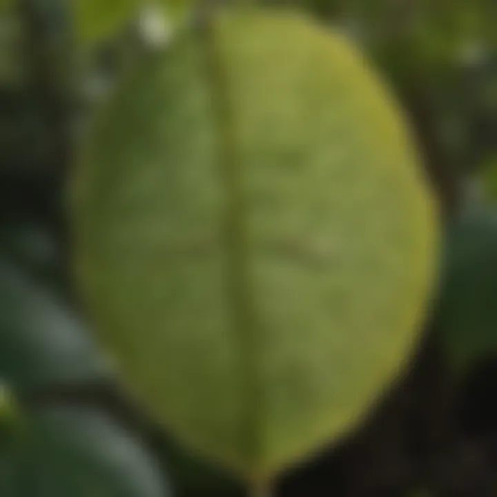 Close-up of a plant leaf displaying signs of pathogen damage before treatment.