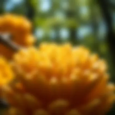 Close-up of ginkgo seeds revealing their unique characteristics