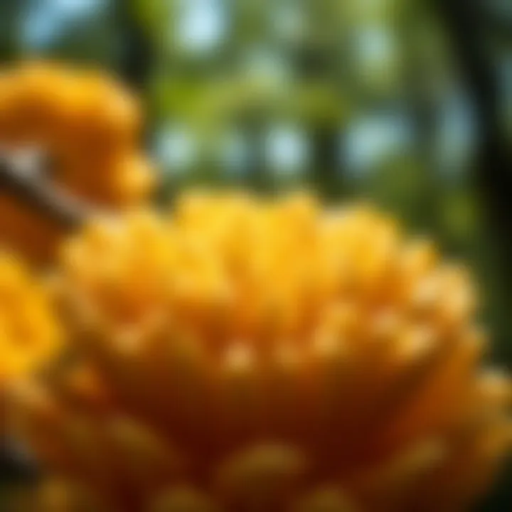 Close-up of ginkgo seeds revealing their unique characteristics