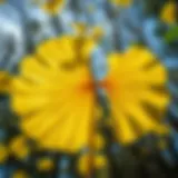 Ginkgo biloba leaves showcasing their unique fan shape