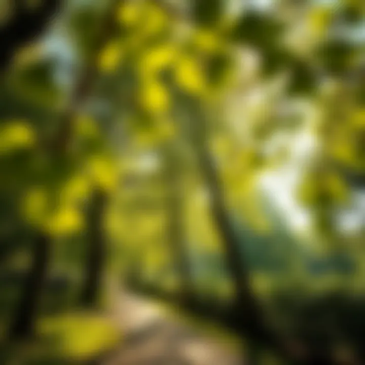 Ginkgo biloba tree in urban landscaping