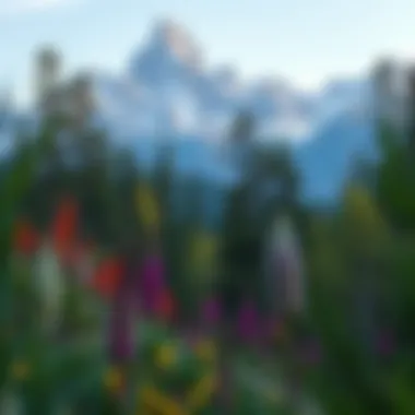 Diversity of Ecosystems in Grand Teton Diverse ecosystems in Grand Teton National Park with varied flora