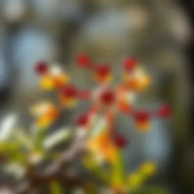 A detailed view of hamamelis oil's chemical structure