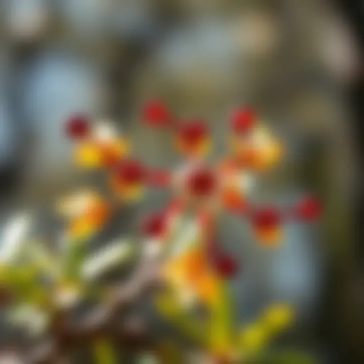 A detailed view of hamamelis oil's chemical structure