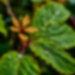 A close-up of fresh witch hazel leaves with dew drops
