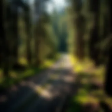 A vibrant landscape highlighting sustainable forestry practices