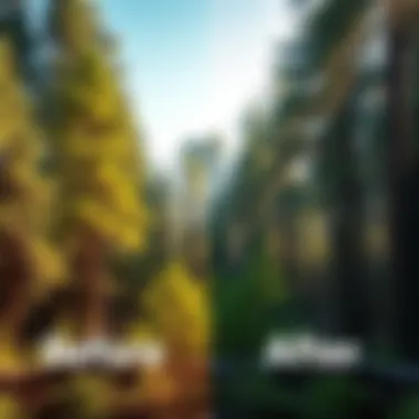 Impact of Community Service on Forest Restoration Before and after forest restoration comparison