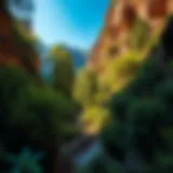 Lush landscape of Indian Canyon showcasing diverse flora