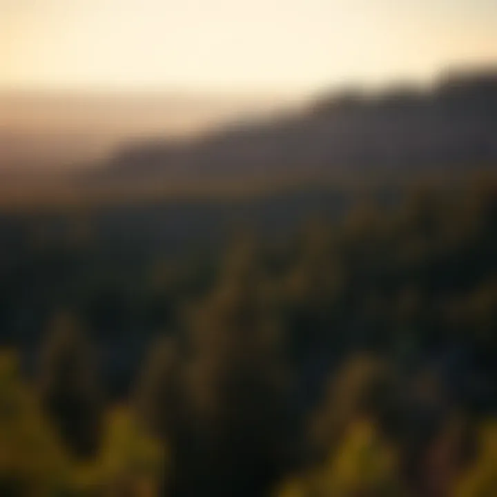 Sustainable Forestry Practices in Indian Canyon Community engagement in sustainable forestry practices