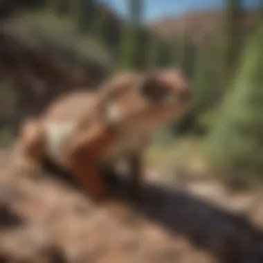 A close-up of endemic species unique to Jemez Land