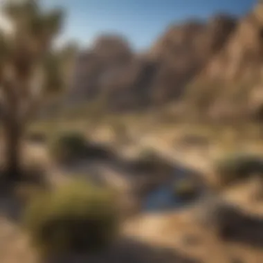 Diverse Flora and Fauna of the Joshua Tree Ecosystem Diverse Flora in Joshua Tree Ecosystem