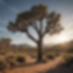 Majestic Joshua Trees in the Desert