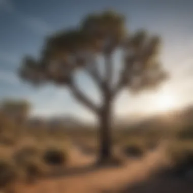 Majestic Joshua Trees in Their Natural Habitat Majestic Joshua Trees in the Desert