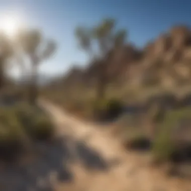 Trail for Hiking and Exploration in Joshua Tree Trail for Outdoor Activities in Joshua Tree