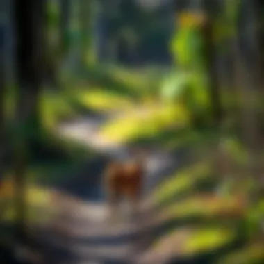 Wildlife Along the Trail Wildlife in Louisiana's natural habitat along a hiking path