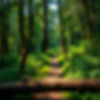 Lush Louisiana Trail Scenic view of a lush Louisiana trail surrounded by vibrant flora