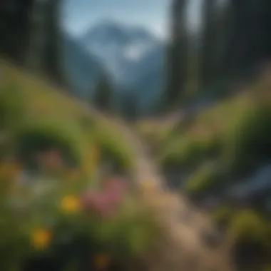 Vibrant alpine wildflowers blooming at the foothills of Mount Baker during summer